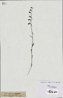 spécimen de Epipactis microphylla