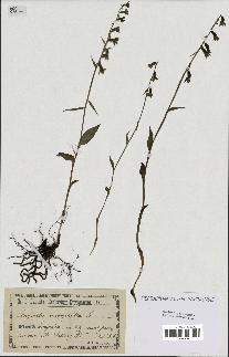 spécimen de Epipactis microphylla