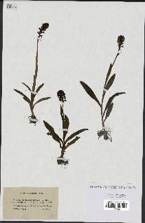 spécimen de Orchis ustulata