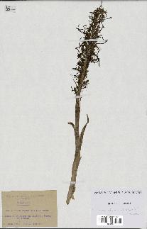 spécimen de Himantoglossum hircinum