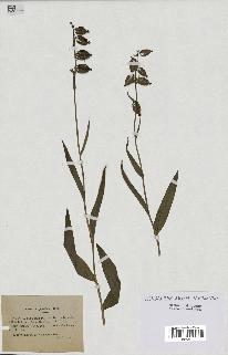 spécimen de Epipactis palustris