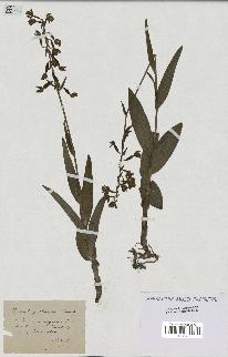 spécimen de Epipactis palustris