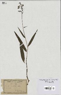spécimen de Epipactis palustris