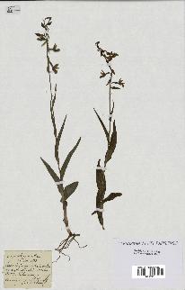spécimen de Epipactis palustris