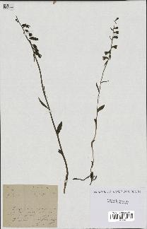 spécimen de Epipactis microphylla