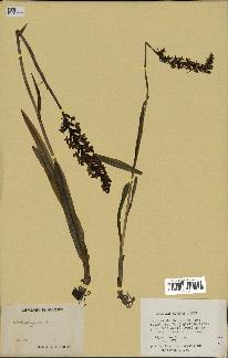 spécimen de Epipactis microphylla