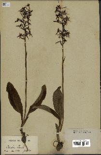 spécimen de Platanthera chlorantha