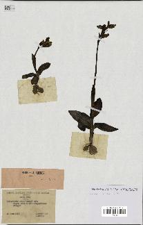 spécimen de Ophrys lutea