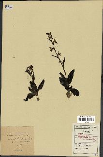 spécimen de Ophrys scolopax