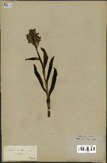 spécimen de Orchis sambucina