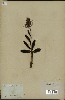 spécimen de Orchis sambucina