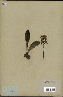 spécimen de Orchis sambucina