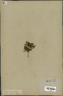 spécimen de Orchis sambucina