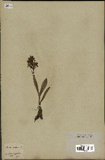 spécimen de Orchis sambucina