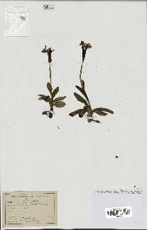 spécimen de Ophrys bombylifera