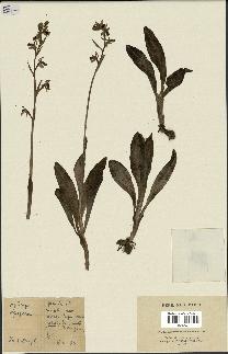 spécimen de Ophrys apifera