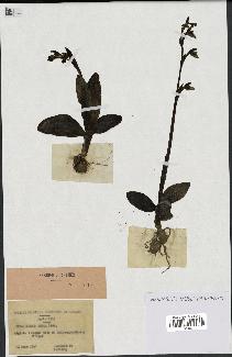 spécimen de Ophrys fusca
