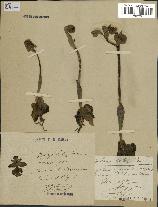 spécimen de Ophrys lutea