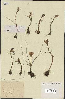 spécimen de Crocus minimus