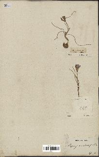 spécimen de Crocus minimus