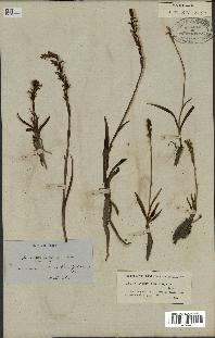 spécimen de Spiranthes aestivalis