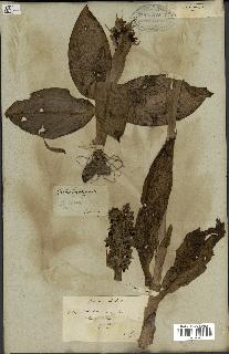 spécimen de Barlia robertiana