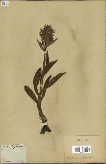 spécimen de Barlia robertiana