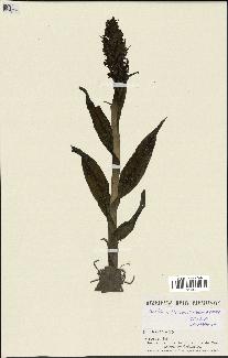 spécimen de Barlia robertiana