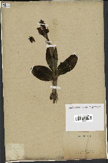 spécimen de Barlia robertiana
