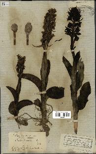 spécimen de Barlia robertiana