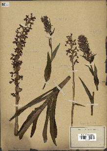 spécimen de Dactylorhiza sp.