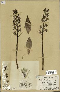 spécimen de Barlia robertiana