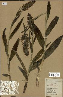 spécimen de Orchis pyramidalis