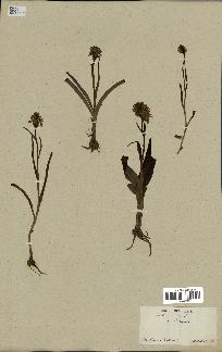 spécimen de Orchis maculata