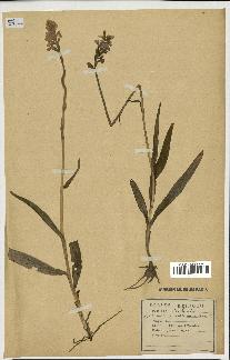 spécimen de Orchis maculata