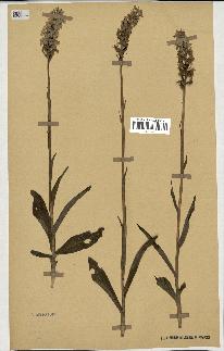 spécimen de Orchis maculata