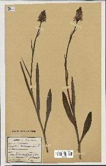 spécimen de Orchis maculata