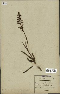 spécimen de Orchis conopsea