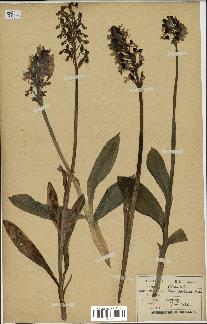 spécimen de Orchis purpurea