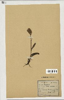 spécimen de Orchis sambucina