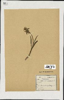 spécimen de Orchis sambucina
