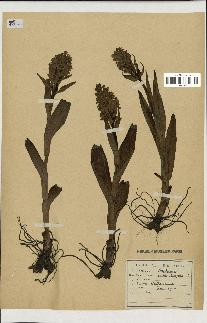 spécimen de Orchis latifolia