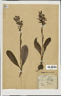 spécimen de Orchis montana