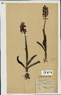 spécimen de Orchis mascula