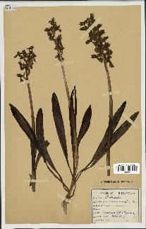 spécimen de Orchis mascula