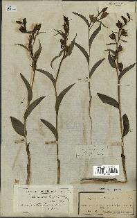 spécimen de Cephalanthera damasonium