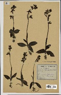 spécimen de Ophrys fusca