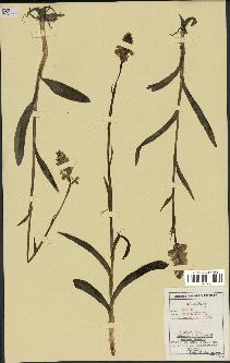 spécimen de Orchis maculata