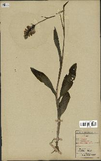 spécimen de Orchis maculata