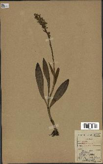 spécimen de Orchis maculata